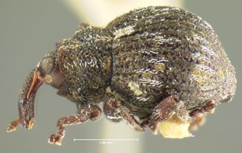 Media type: image;   Entomology 3031 Aspect: habitus lateral view